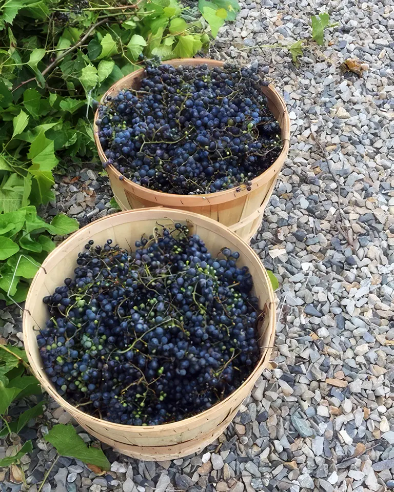 Freshly picked blueberries