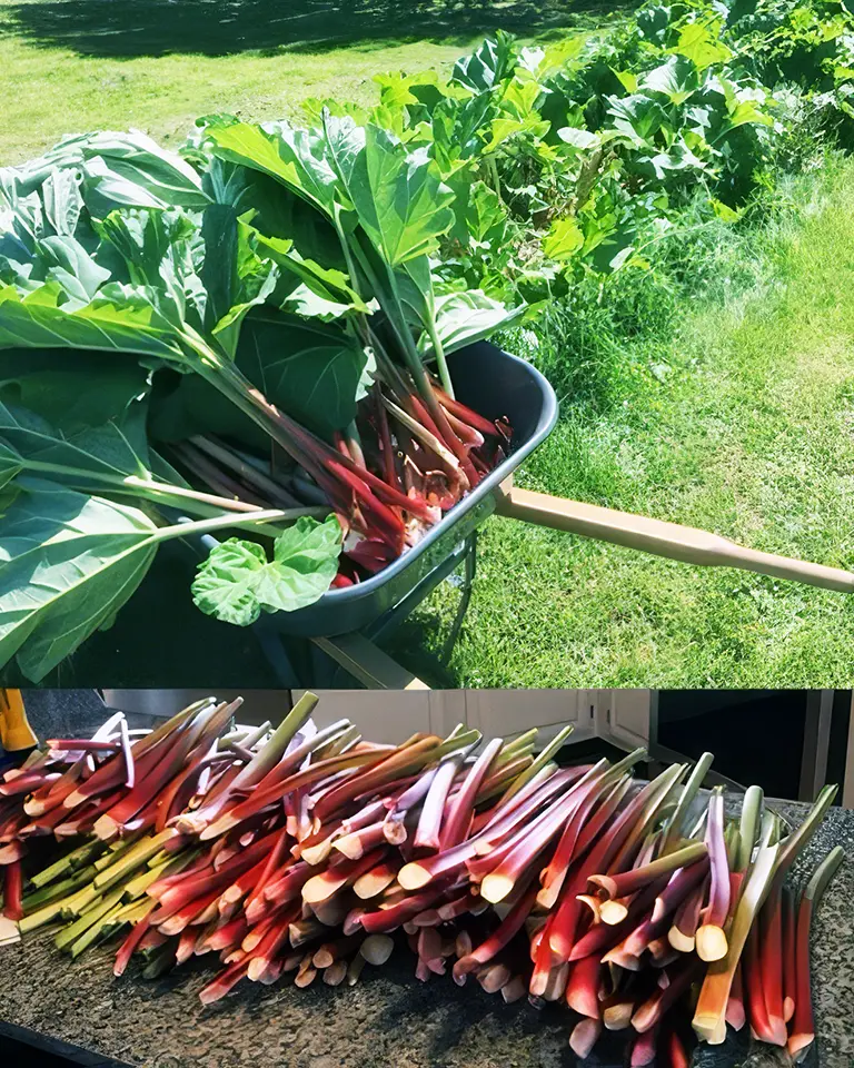 Rhubarb