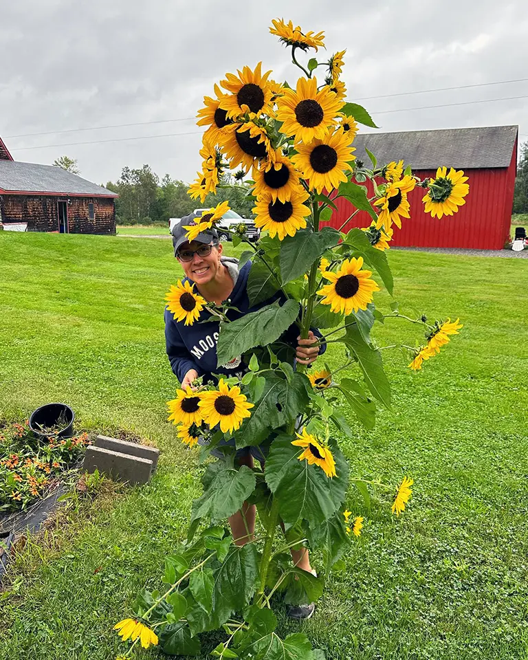 Sunflowers